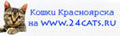 Кошки Красноярска и Сибири