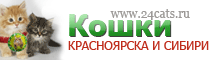 Кошки Красноярска и Сибири